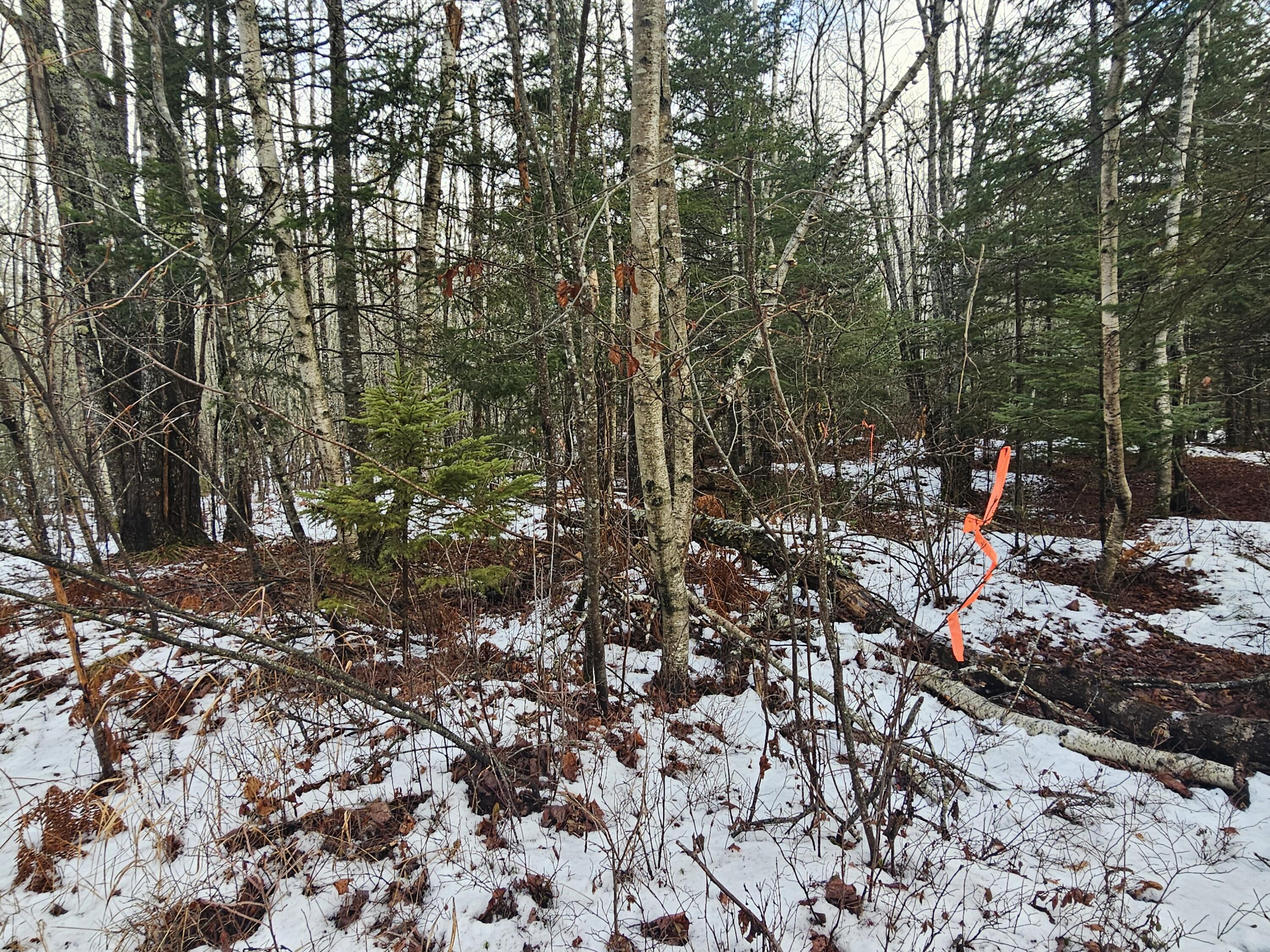 M2-l4 Sacarap Road Columbia Falls, ME 04623 - Photo 4 of 10 20251211_093712