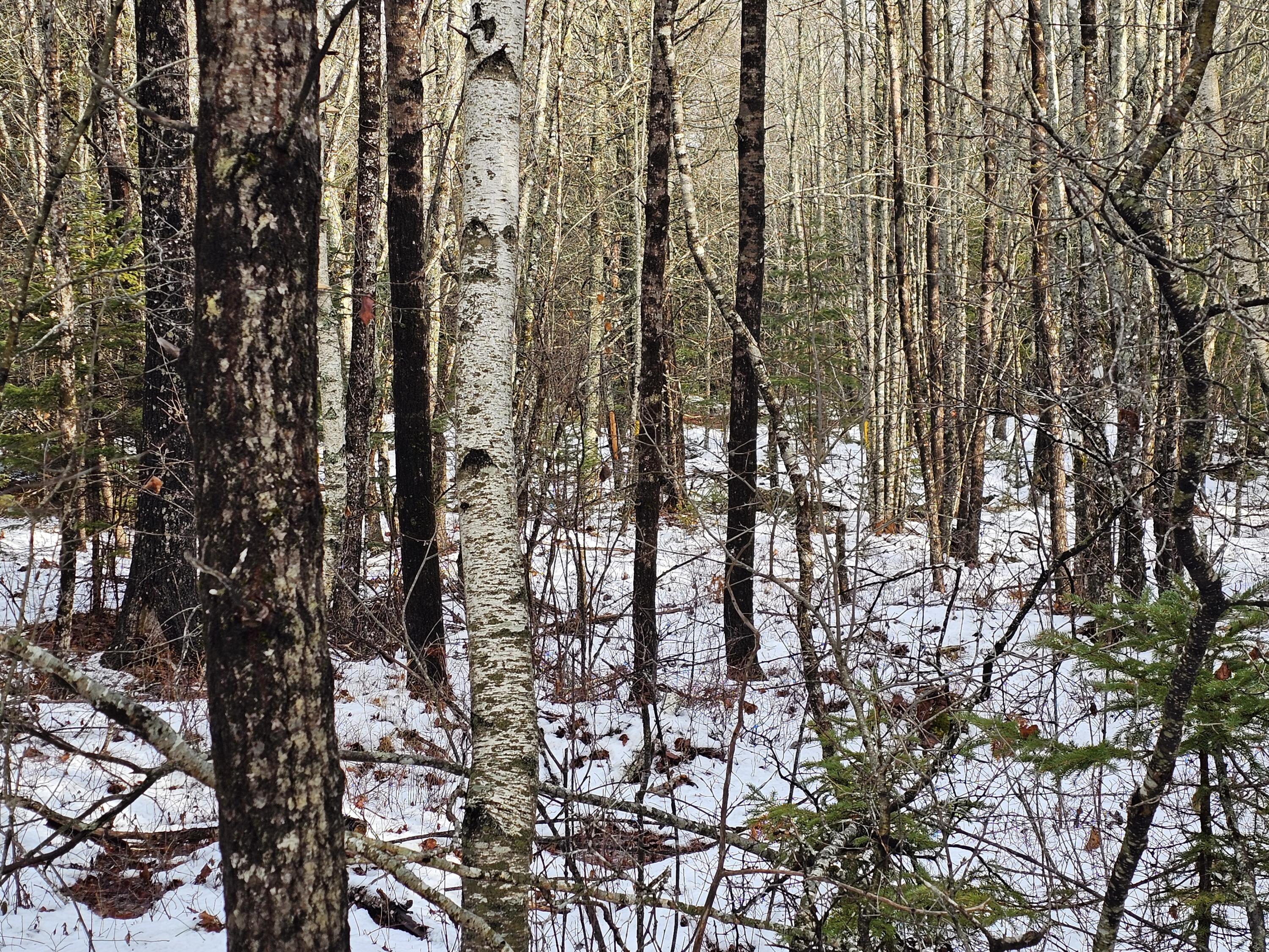 M2-l4 Sacarap Road Columbia Falls, ME 04623 - Photo 5 of 10 20251211_093745