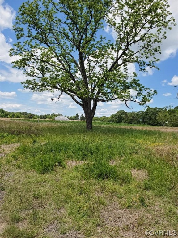 3904 Mulberry Road Warsaw, VA 22572 - Photo 11 of 18 Tree in front yard