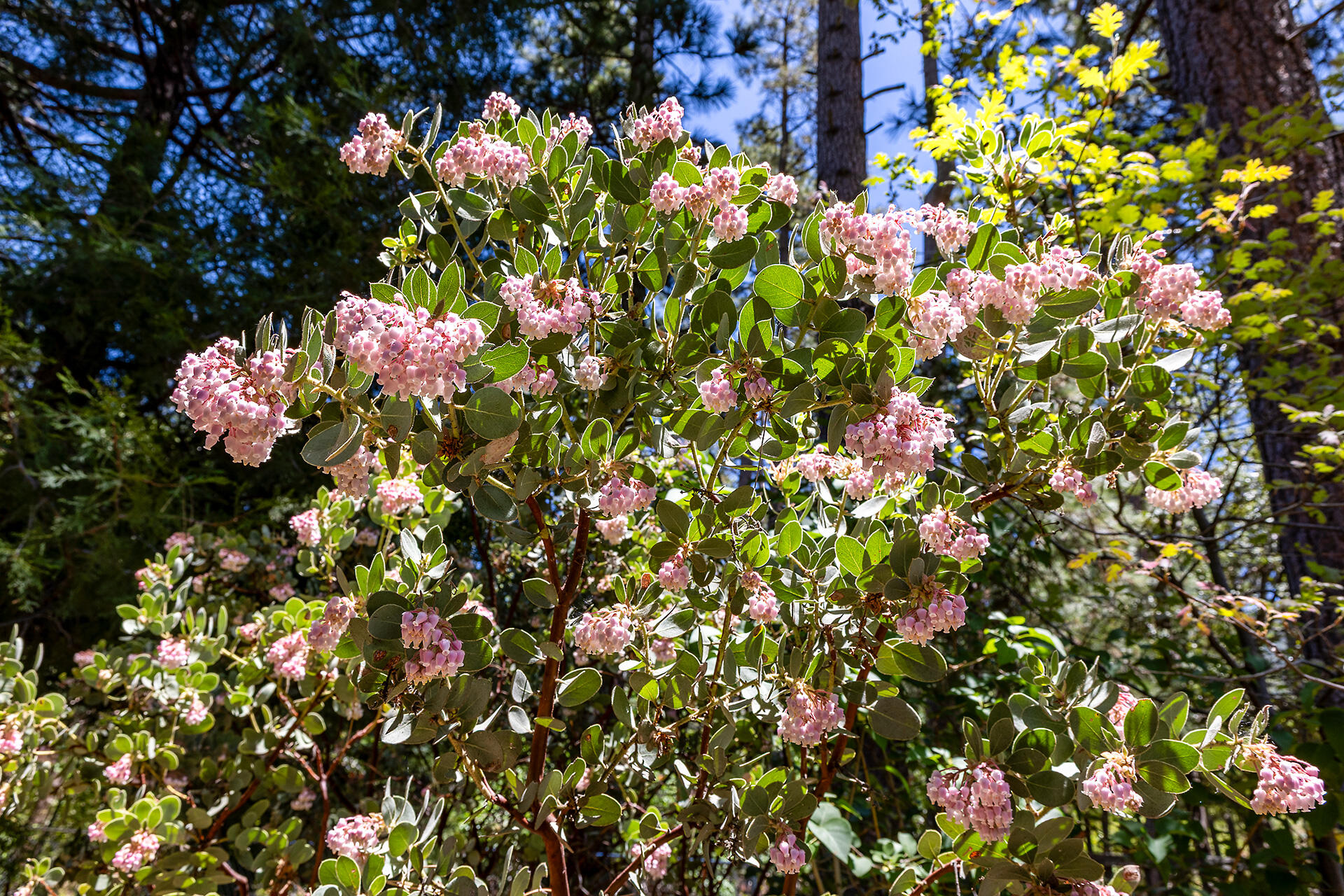 25270 Palomar Road Idyllwild, CA 92549 - Photo 41 of 60 IMG_0271