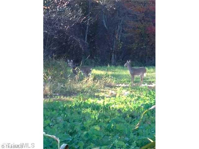 T164 Greenberry Road Fancy Gap, VA 24328 - Photo 15 of 16 Game. DOE S FEEDING
