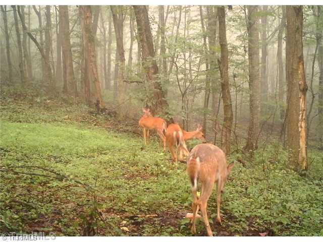 T164 Greenberry Road Fancy Gap, VA 24328 - Photo 5 of 16 Bonus. HEAD M UP, MOVE M OUT