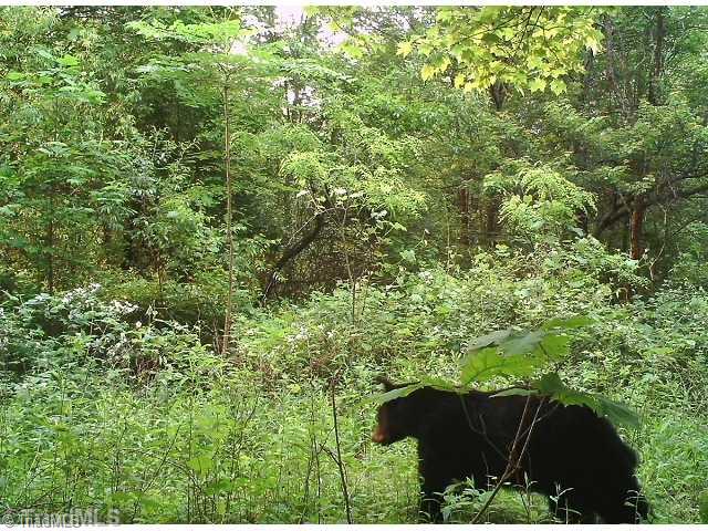 T164 Greenberry Road Fancy Gap, VA 24328 - Photo 6 of 16 Bonus. LIONS, TIGERS AND BEARS, O MY