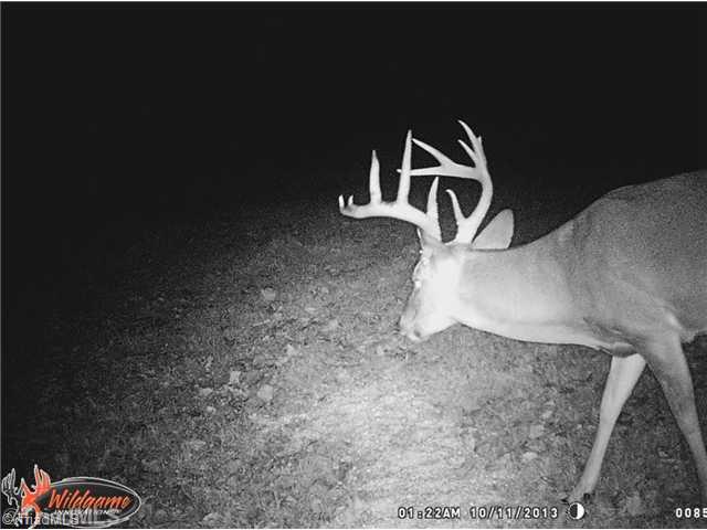 T164 Greenberry Road Fancy Gap, VA 24328 - Photo 8 of 16 Bonus. TRAIL CAM SHOT
