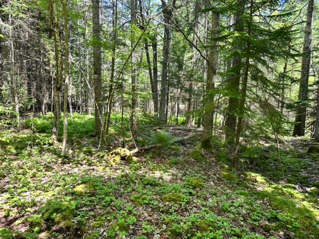 17 Bristol Road Damariscotta, ME 04543 - Photo 6 of 6 IMG_1529