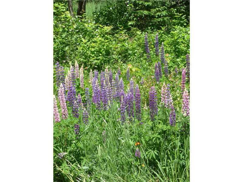 2032 Hillside Road Kingfield, ME 04947 - Photo 3 of 10 Other. Lupines grow wild in Western...