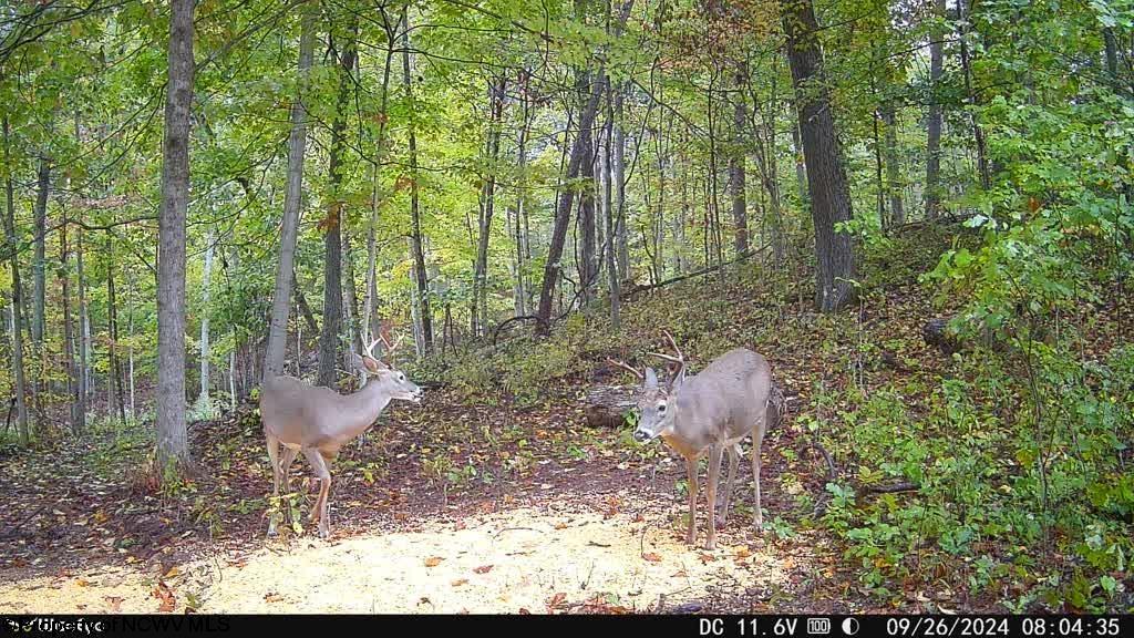 Tbd Dallison Road Walker, WV 26180 - Photo 14 of 20 Gallery Image 14