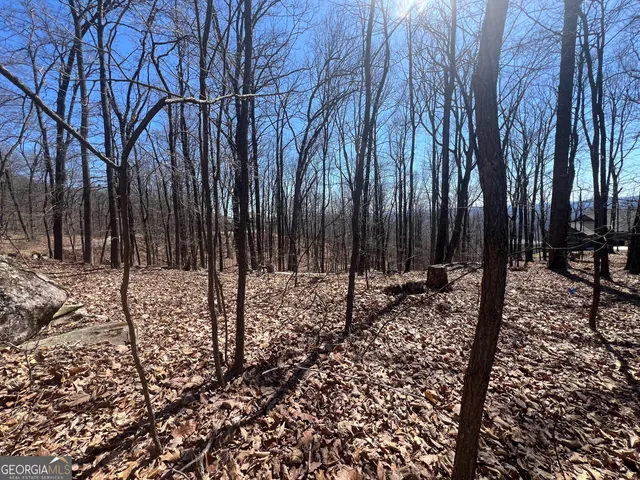 a view of a forest filled with trees