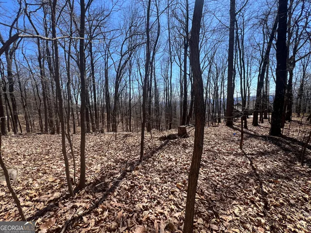 a view of large trees with a backyard