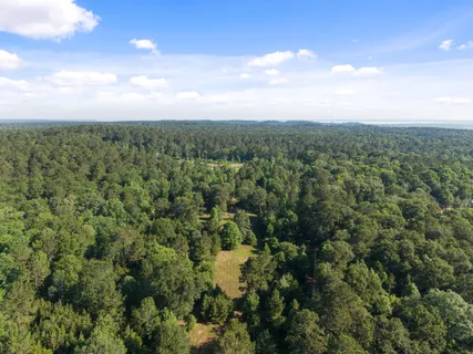 a view of a city with lush green forest