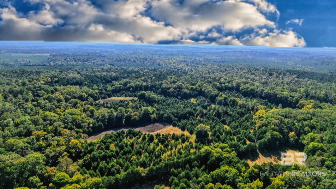 0 Highway 17 Millry, AL 36558 - Photo 67 of 73 Gallery Image 67