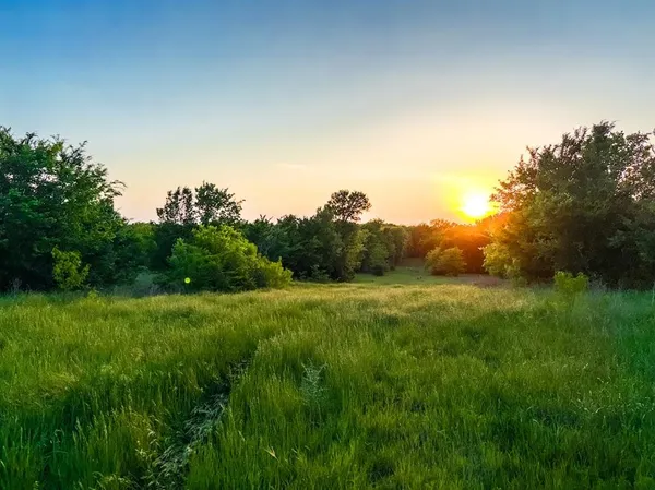 a view of a lush green space