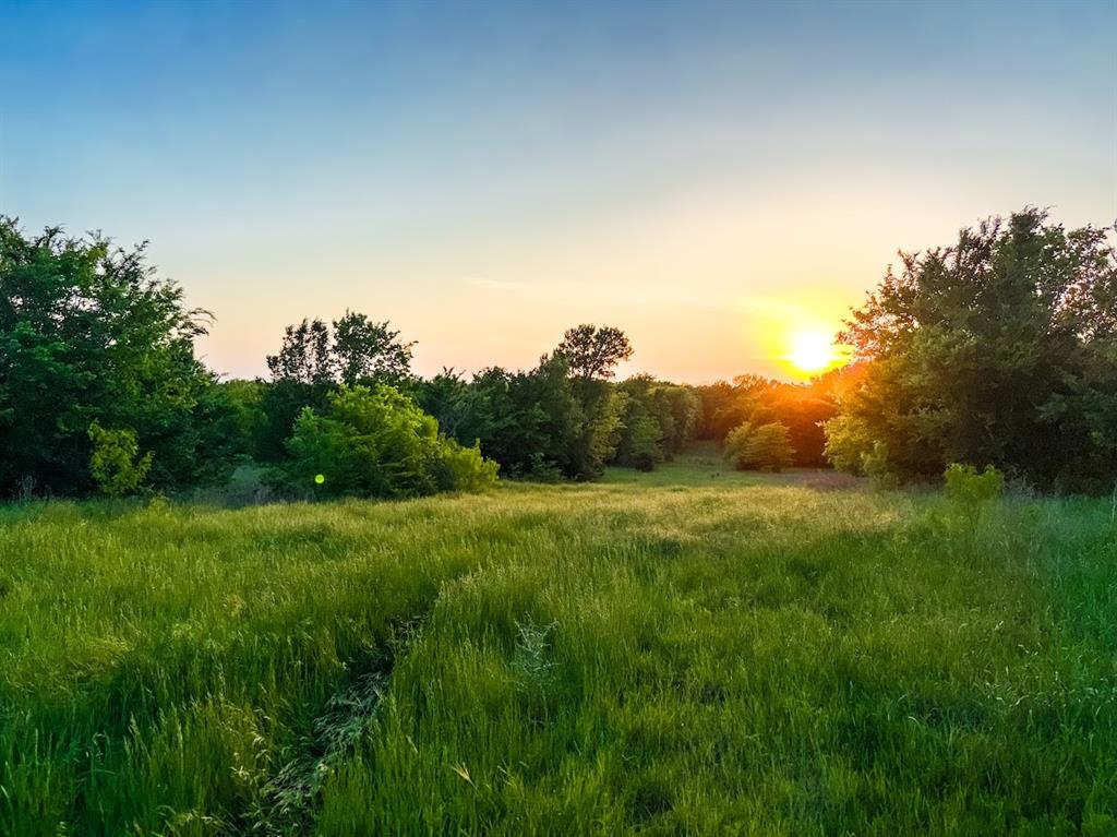 a view of a lush green space