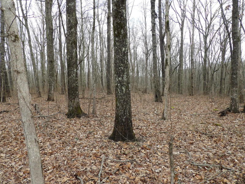 45 Valley View Road Crossville, TN 38572 - Photo 3 of 12 20200320193632576765000000-o