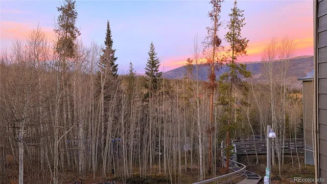 a view of a forest with a tree