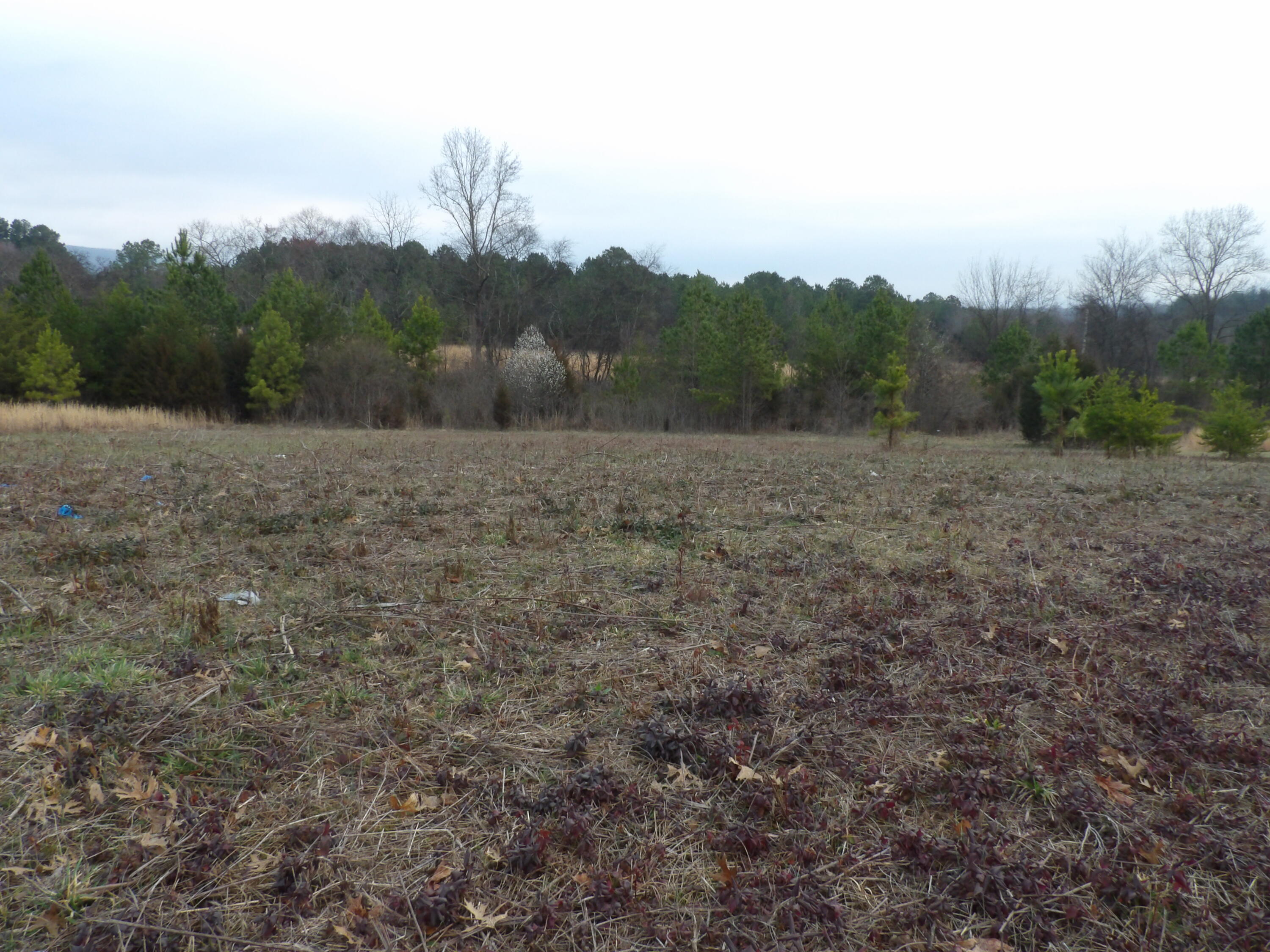 Lot 43 Meadow Vw Road, Unit 43 Pikeville, TN 37367 - Photo 11 of 25 100_2258