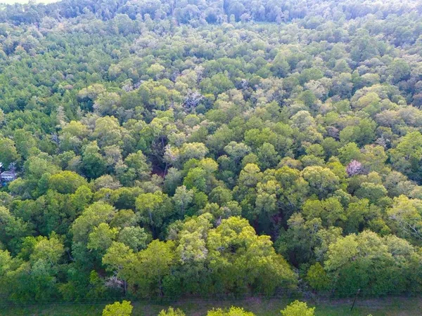 a view of a bunch of trees and bushes