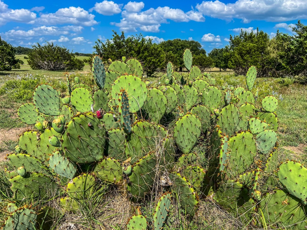 1220 County Road 225 Briggs, TX 78608 - Photo 33 of 36 a view of a garden