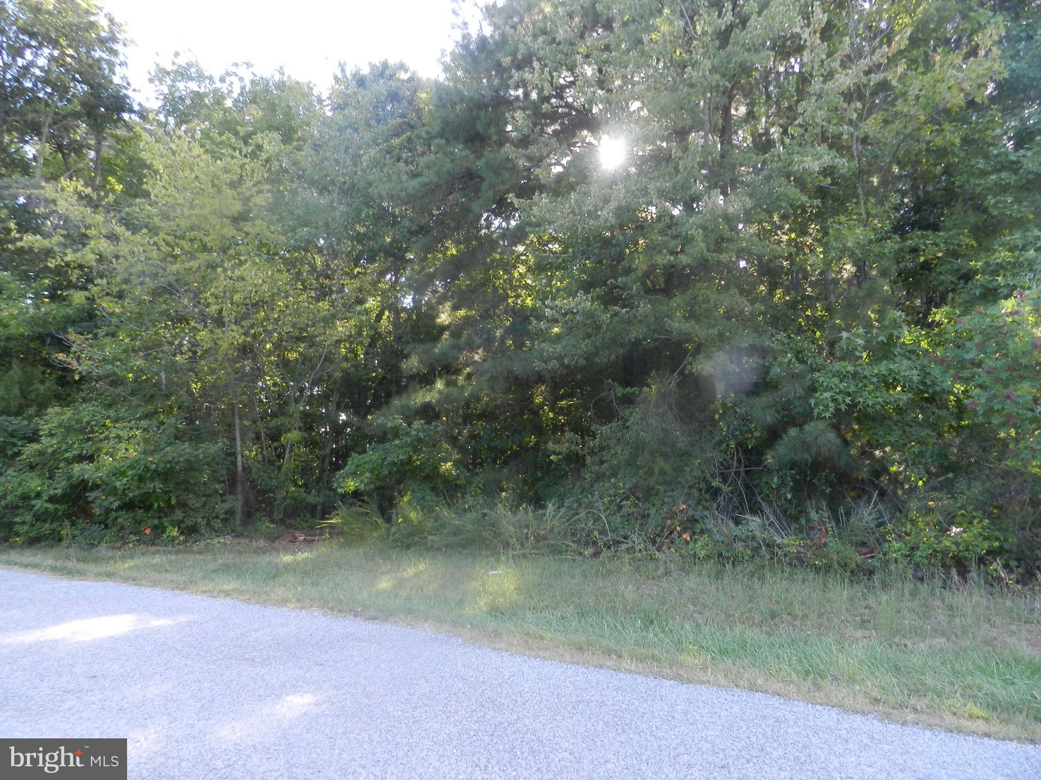 175 Seagull Beach Road Prince Frederick, MD 20678 - Photo 3 of 9 a view of a forest with trees in the background