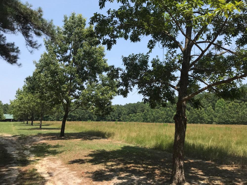 600 Thorntree Road Salters, SC 29590 - Photo 10 of 34 10