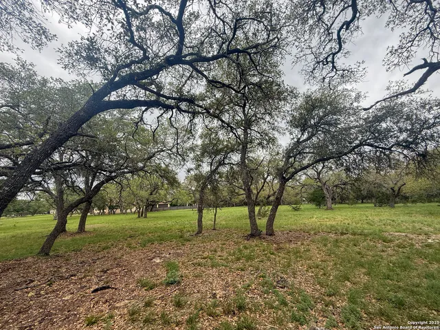 a view of a park with large trees