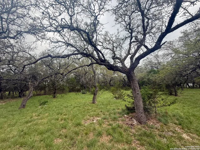 a large tree in the middle of a yard