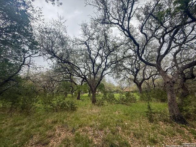 a view of lush green forest