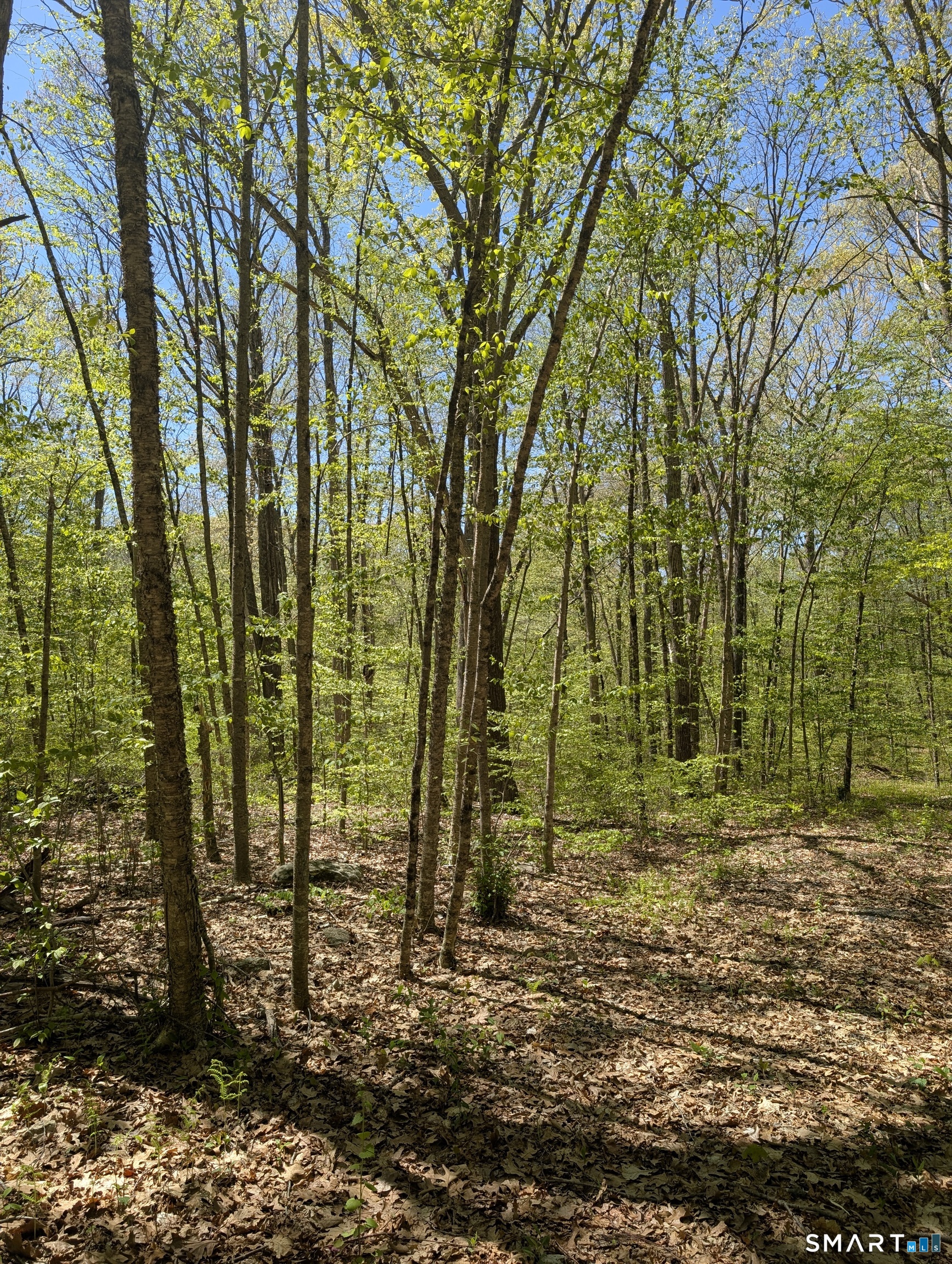 Englewood Trail Coventry, CT 06238 - Photo 1 of 10 a view of outdoor space with trees