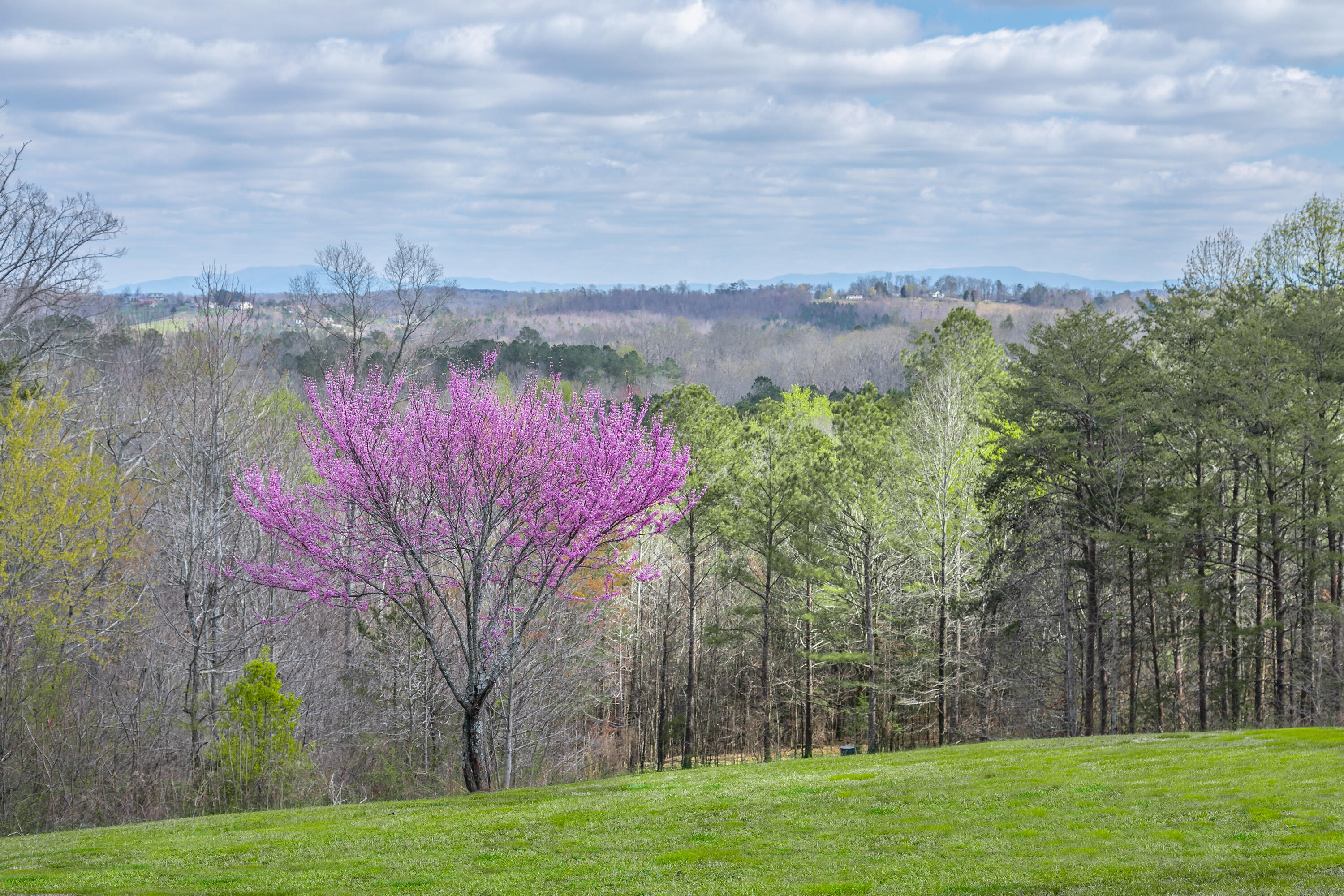4226 McDonald Road Apison, TN 37302 - Photo 8 of 51 4226 McDonald Rd_Back Yard 2