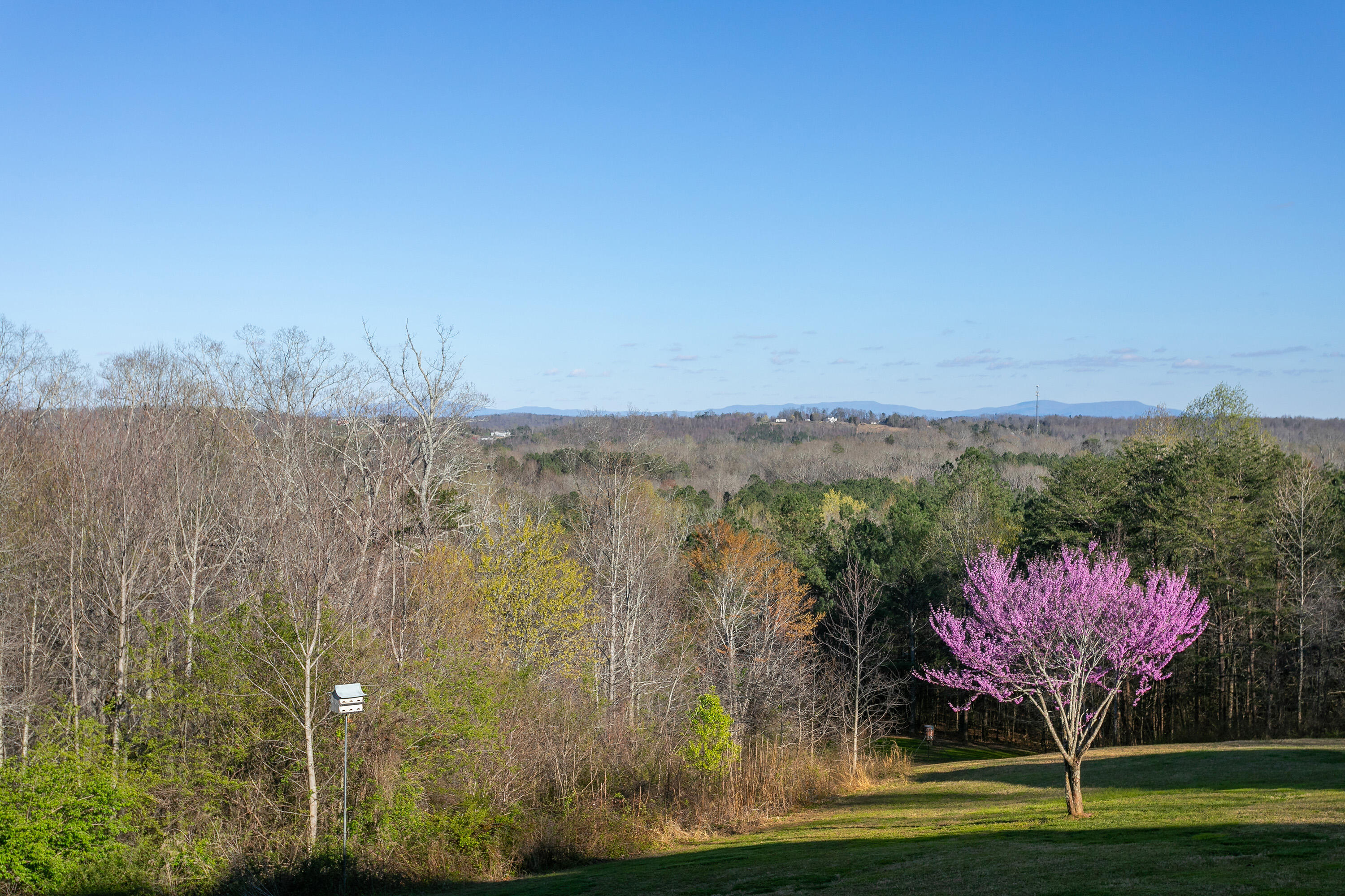 4226 McDonald Road Apison, TN 37302 - Photo 10 of 51 4226 McDonald Rd_Back Yard 3