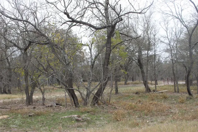 a view of some trees in the forest