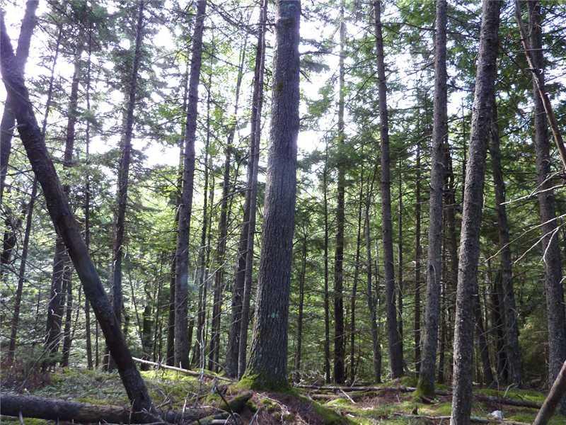 Lot 55 Fogler Road Bremen, ME 04551 - Photo 6 of 8 Land.