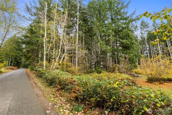 a view of small yard with plants and large trees