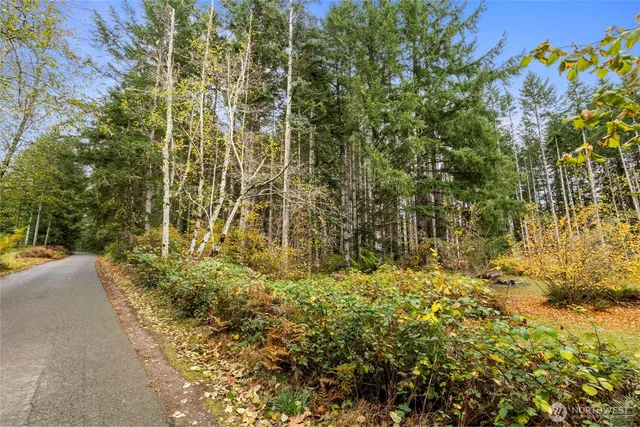 a view of small yard with plants and large trees
