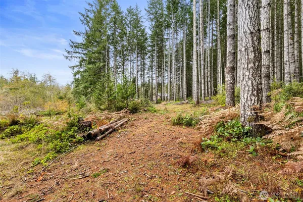 a yard with trees in the background