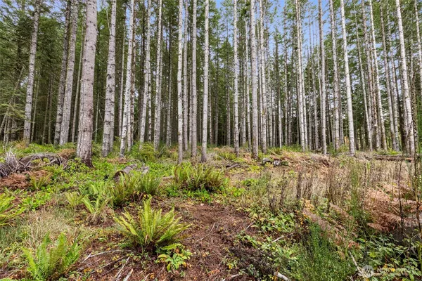 a view of a backyard with potted plants and large trees