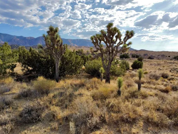 a view of lot of trees
