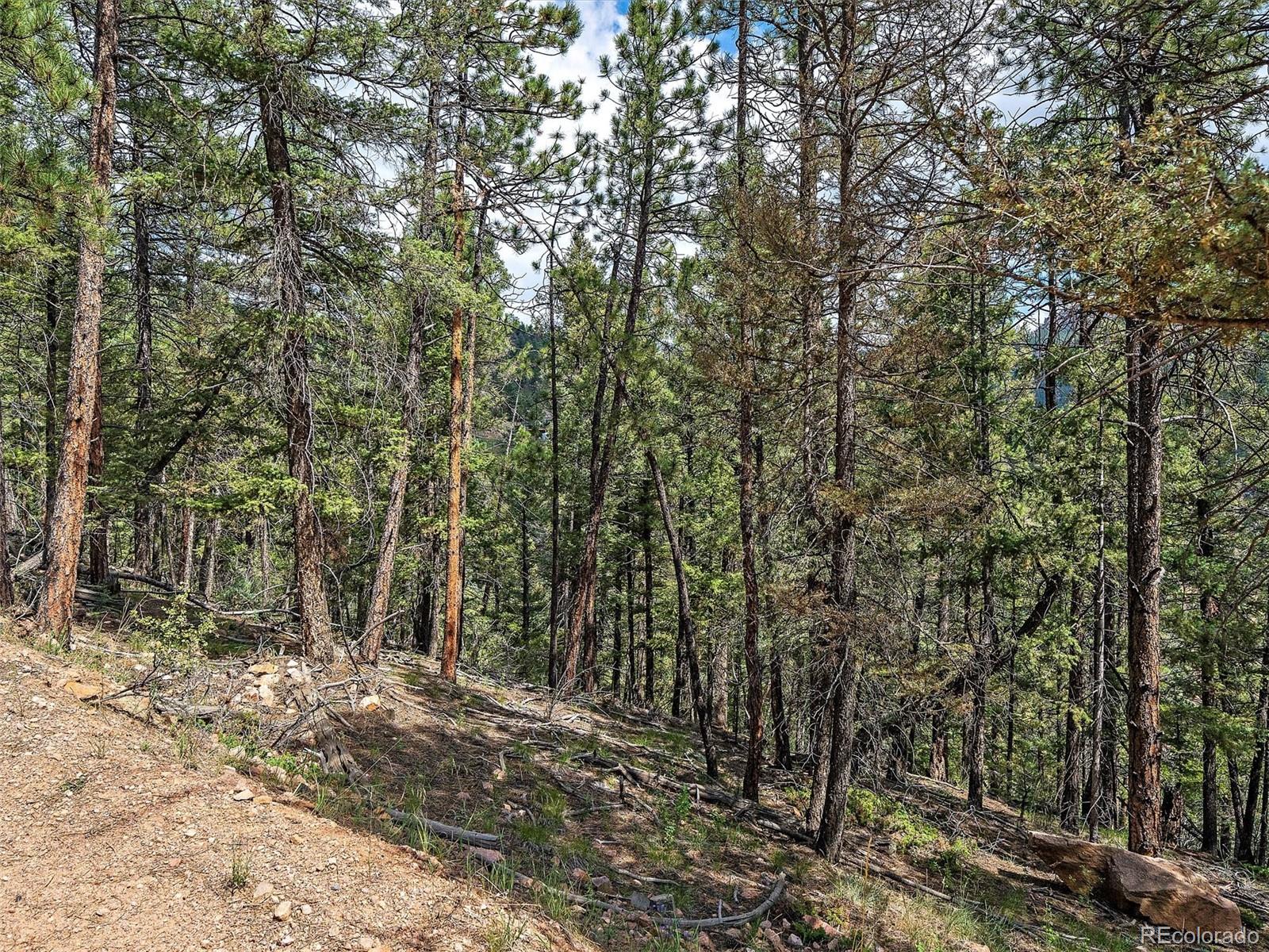 13745 Shiloh Drive Conifer, CO 80433 - Photo 13 of 20 a view of a forest with trees in front of it