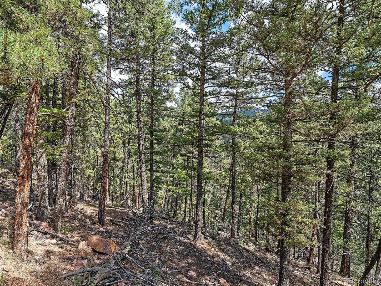 13745 Shiloh Drive Conifer, CO 80433 - Photo 14 of 20 a view of a forest with lots of trees
