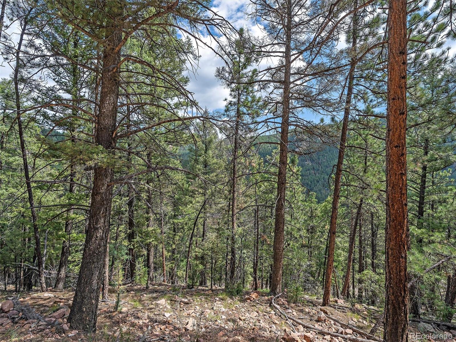 13745 Shiloh Drive Conifer, CO 80433 - Photo 15 of 20 a view of forest