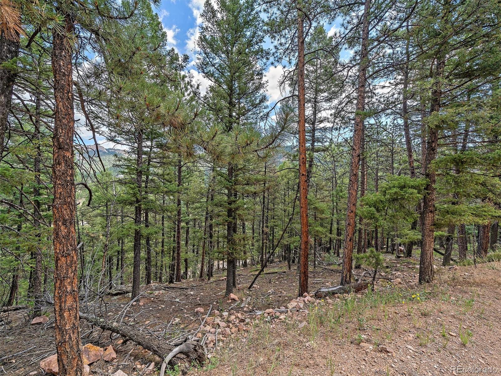 13745 Shiloh Drive Conifer, CO 80433 - Photo 18 of 20 a view of outdoor space with lots of trees