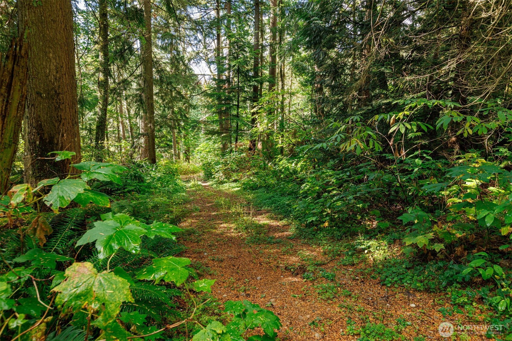 5326 Reese Hill Road Sumas, WA 98295 - Photo 1 of 23 a view of a yard with plants and large trees