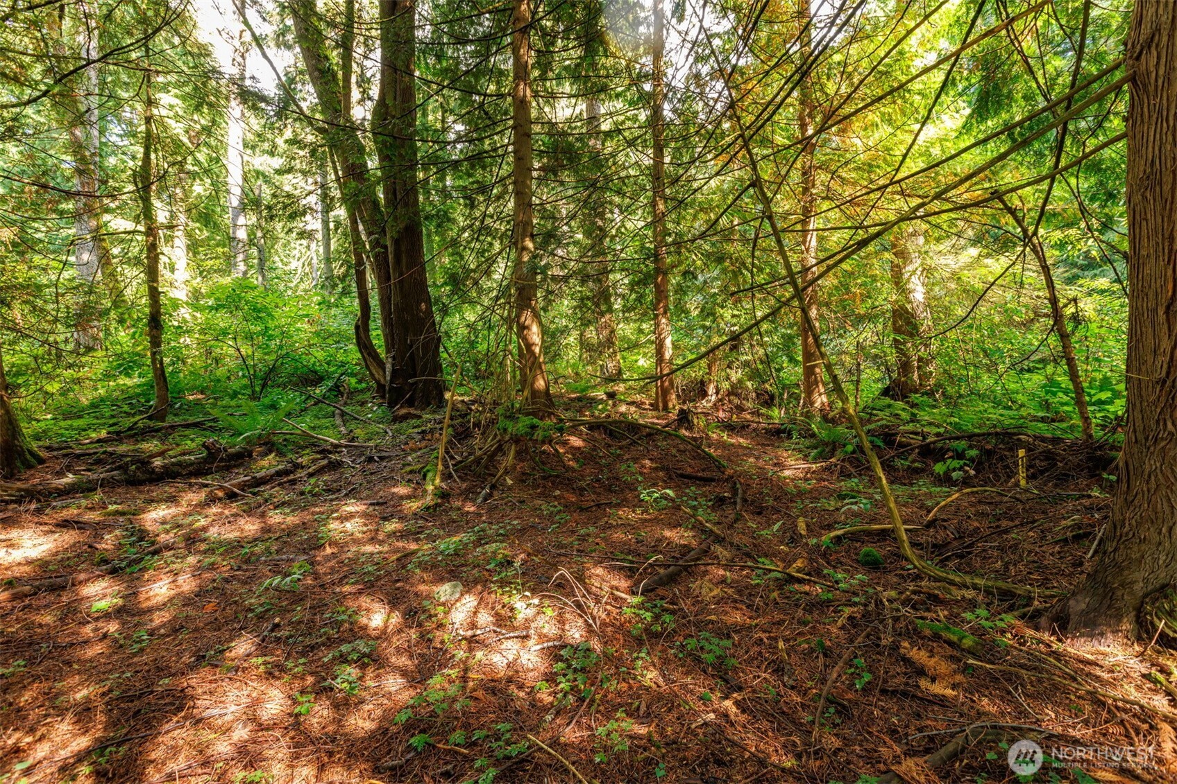 5326 Reese Hill Road Sumas, WA 98295 - Photo 13 of 23 a big yard with lots of green space and trees