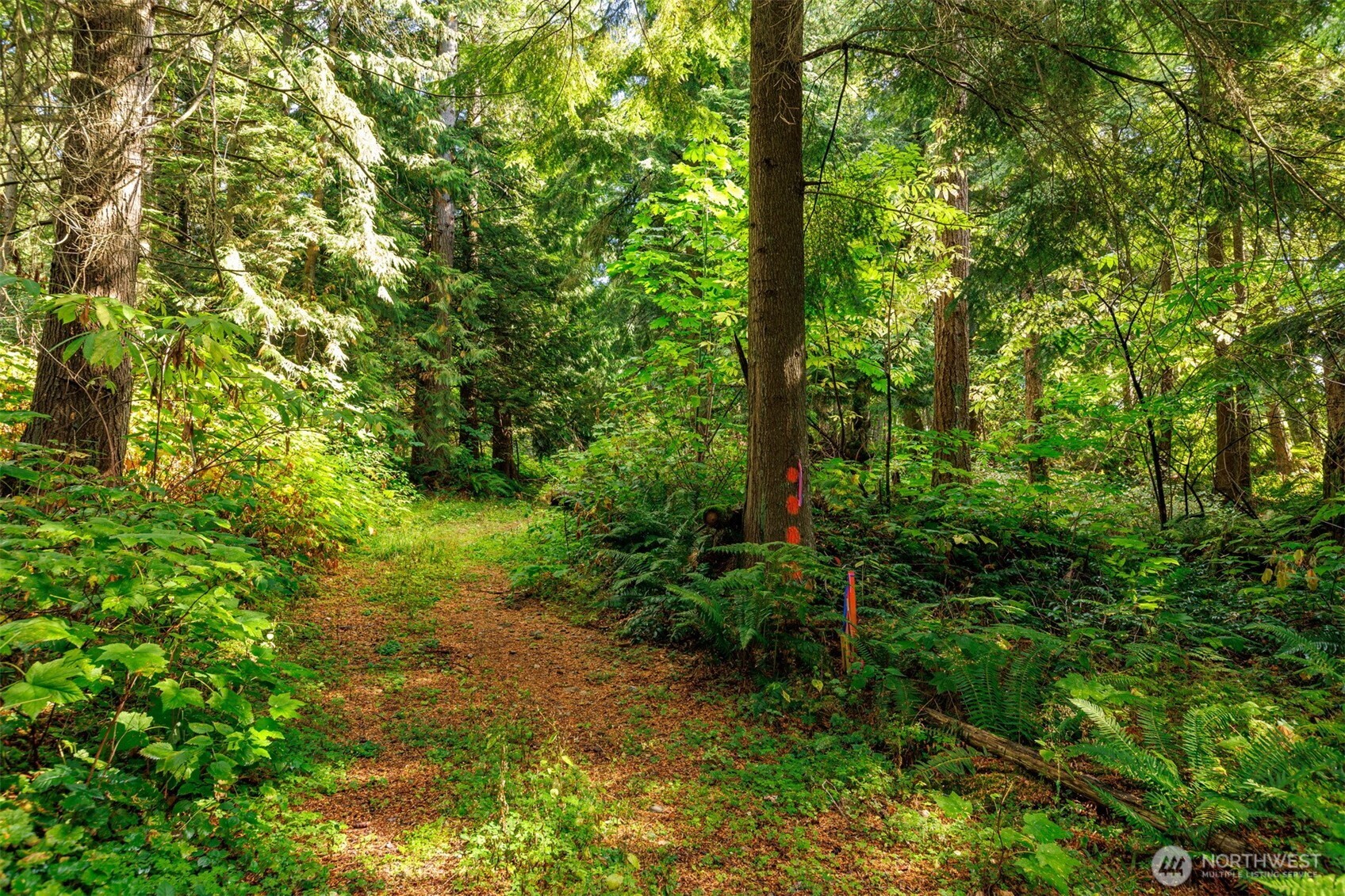 5326 Reese Hill Road Sumas, WA 98295 - Photo 14 of 23 a view of a yard with plants and large trees