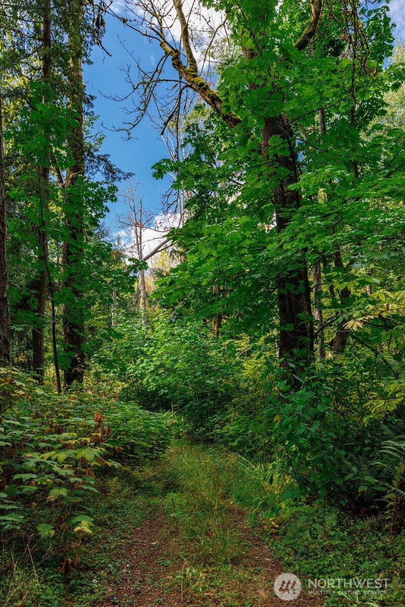 5326 Reese Hill Road Sumas, WA 98295 - Photo 15 of 23 a view of a lush green forest
