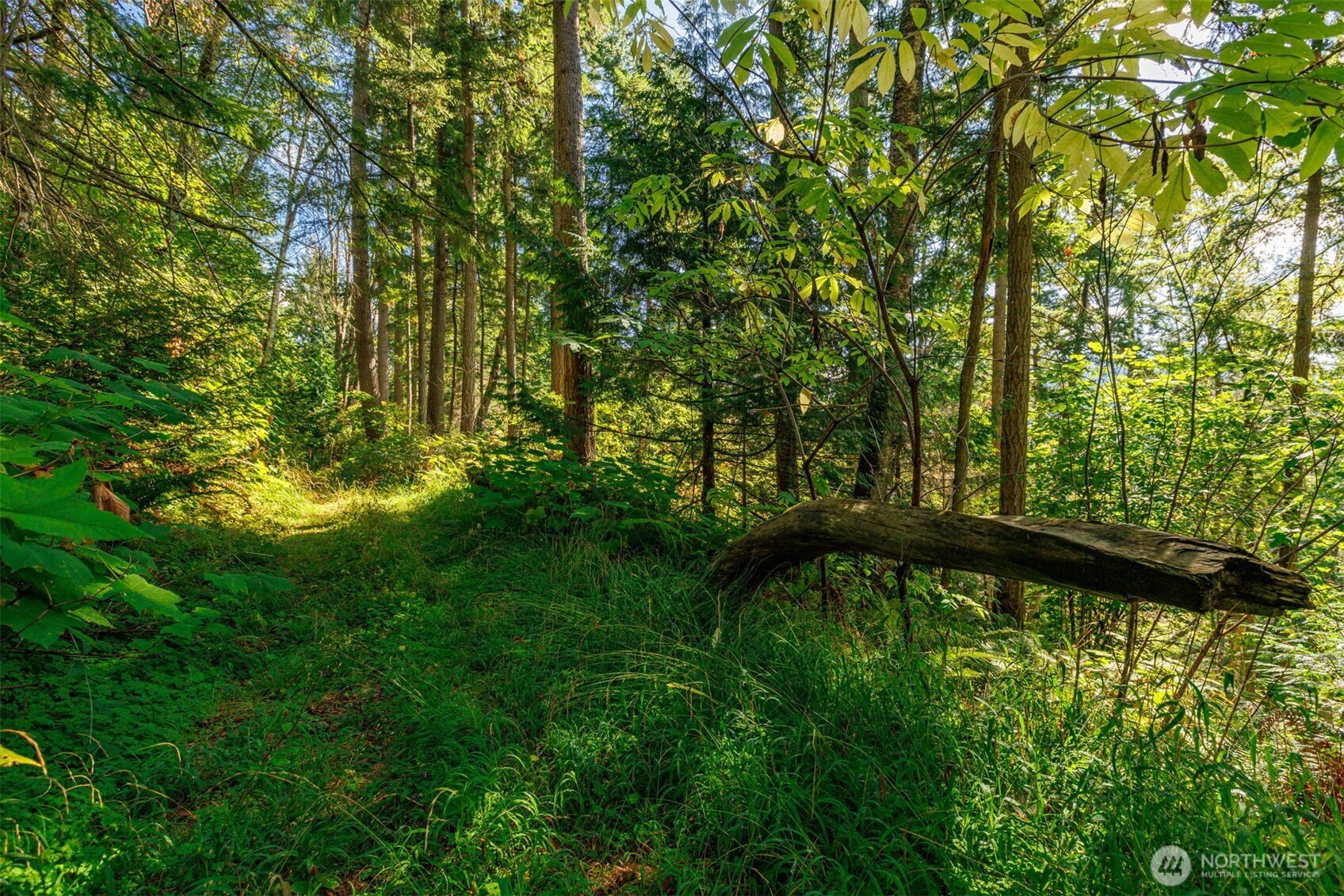 5326 Reese Hill Road Sumas, WA 98295 - Photo 17 of 23 a view of a yard with large trees