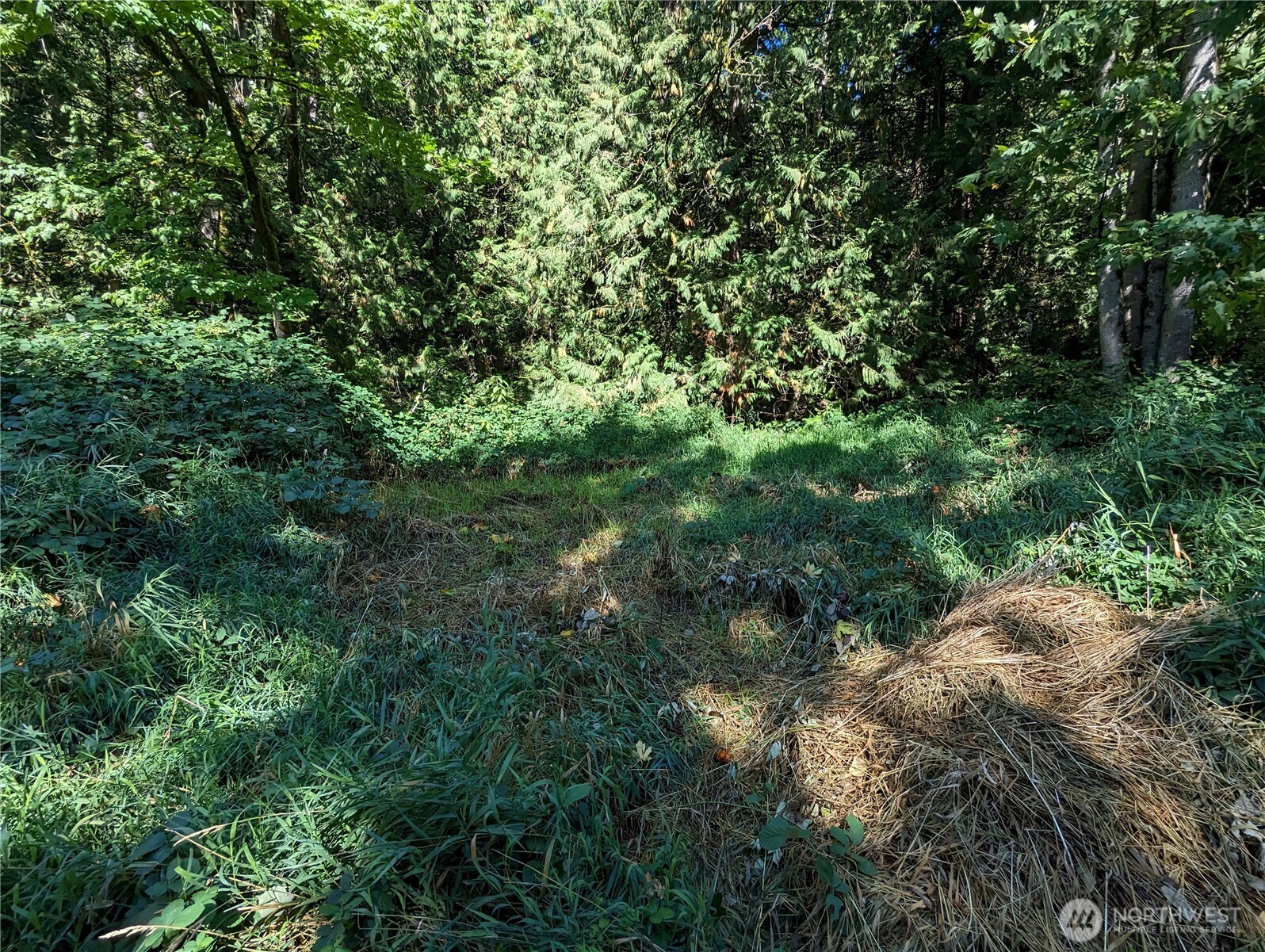 5326 Reese Hill Road Sumas, WA 98295 - Photo 22 of 23 a view of a forest with a tree