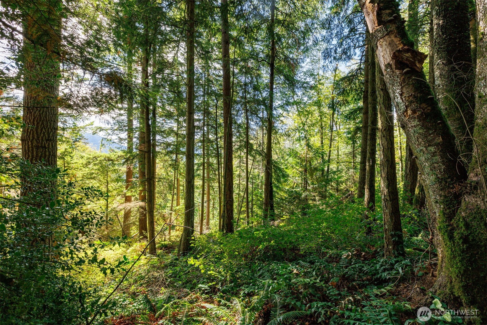 5326 Reese Hill Road Sumas, WA 98295 - Photo 9 of 23 a view of outdoor space and trees