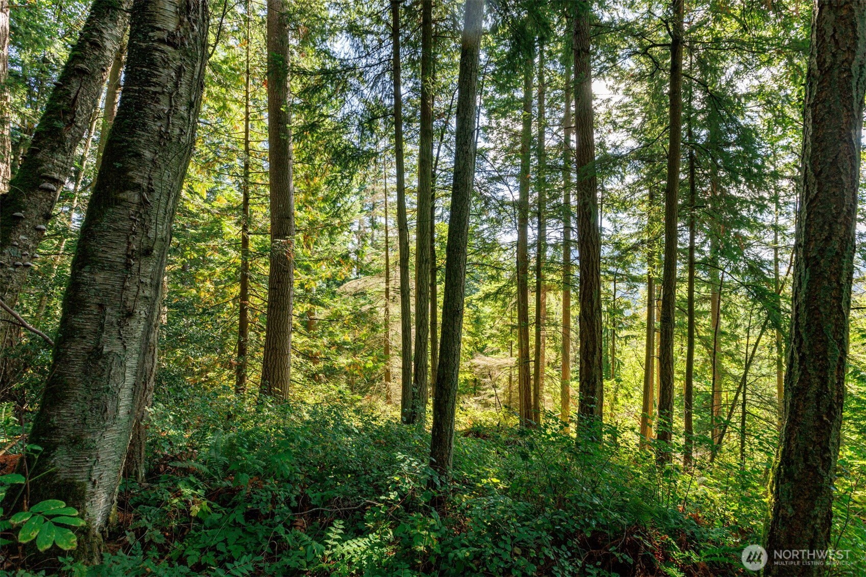 5326 Reese Hill Road Sumas, WA 98295 - Photo 10 of 23 a view of outdoor space and trees