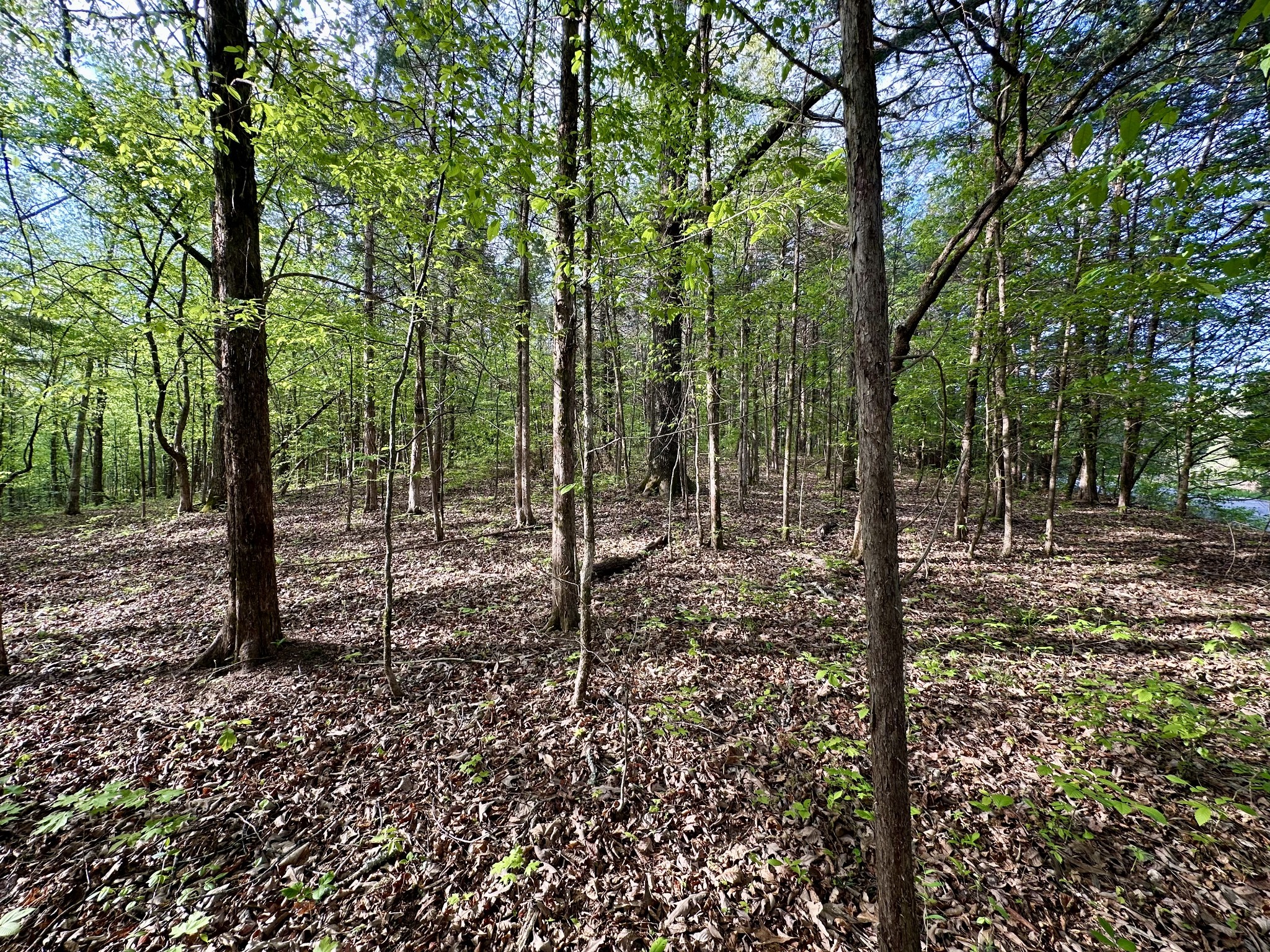 828 McCord Hollow Road Hohenwald, TN 38462 - Photo 8 of 35 a view of a forest with trees
